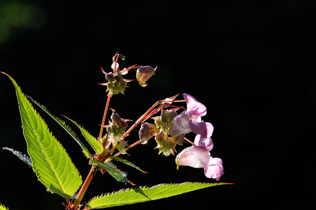 Blume in der Morgensonne