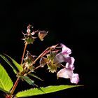 Blume in der Morgensonne