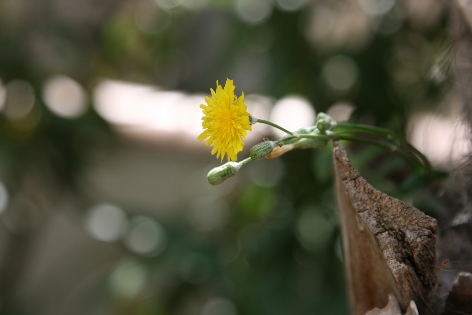 Blume in der Palme