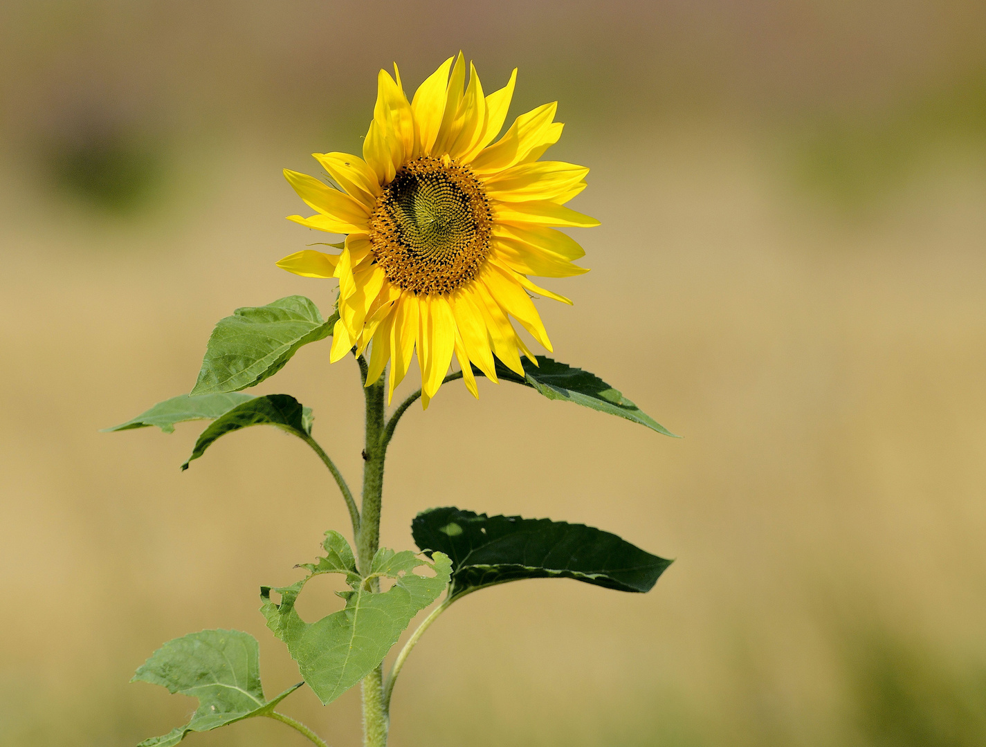 Blume in der Sonne...