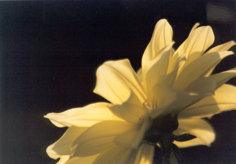 Blume in der Sonne