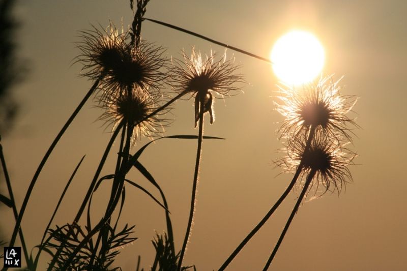 Blume in der Sonne