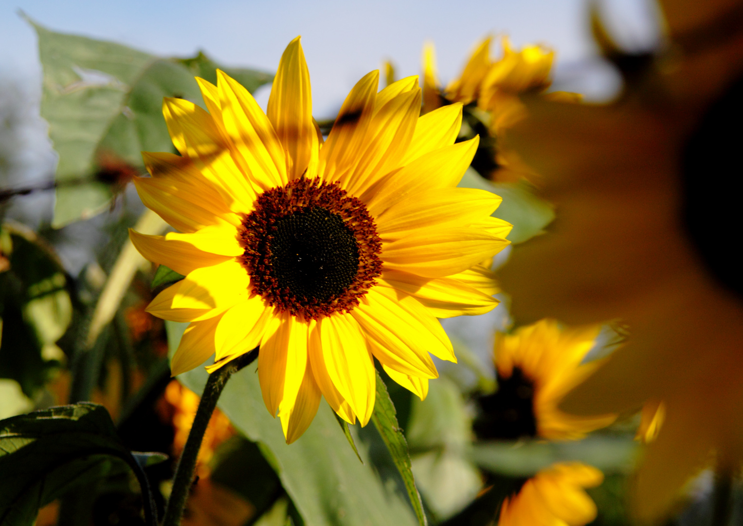 Blume in der Sonne