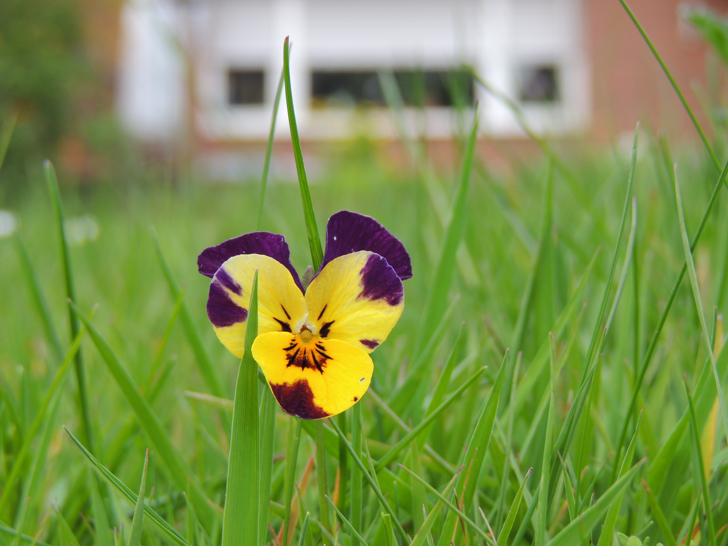 Blume in der Wiese