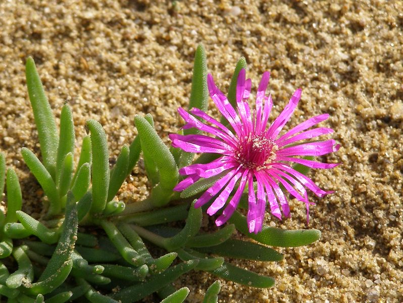 Blume in der Wüstenstadt