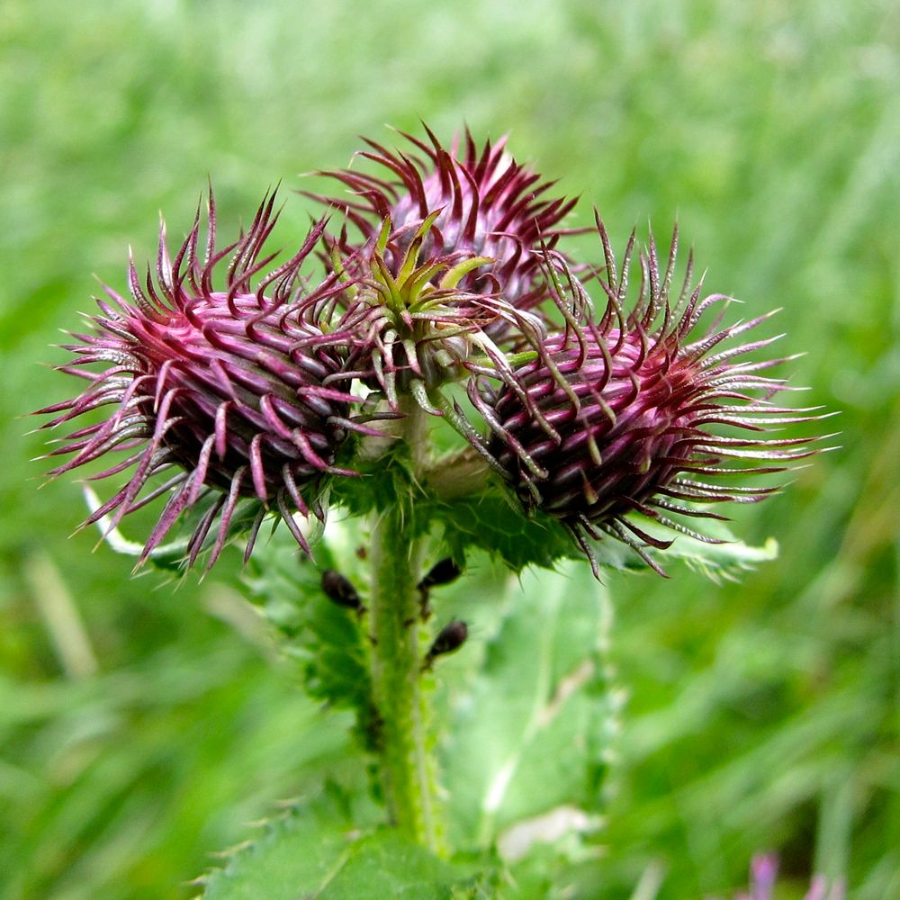 Blume in der Wutachschlucht