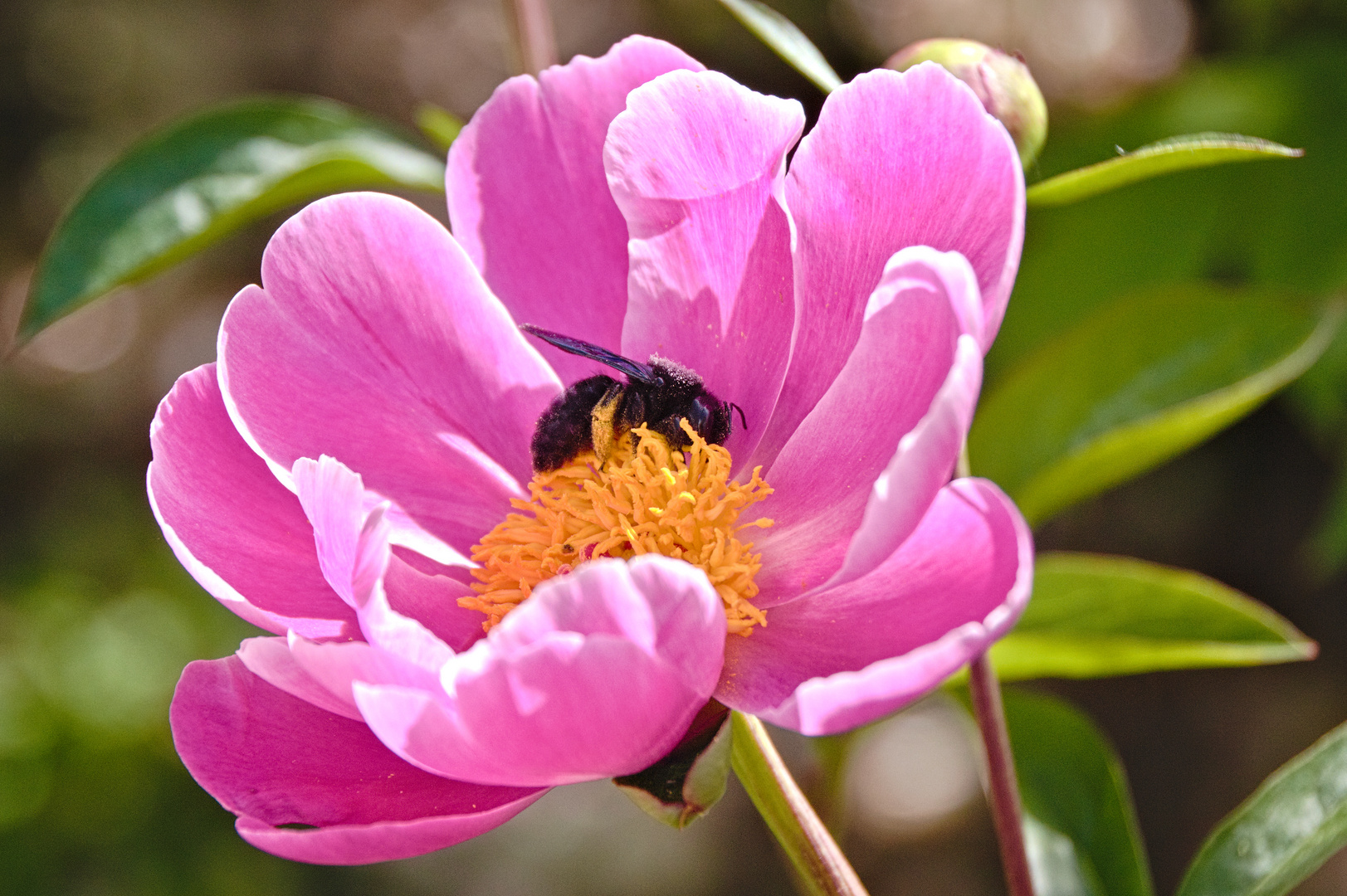 Blume in einem schönen Garten 