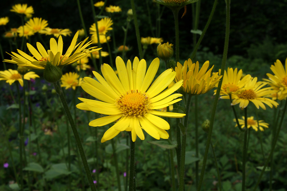 Blume in Gelb