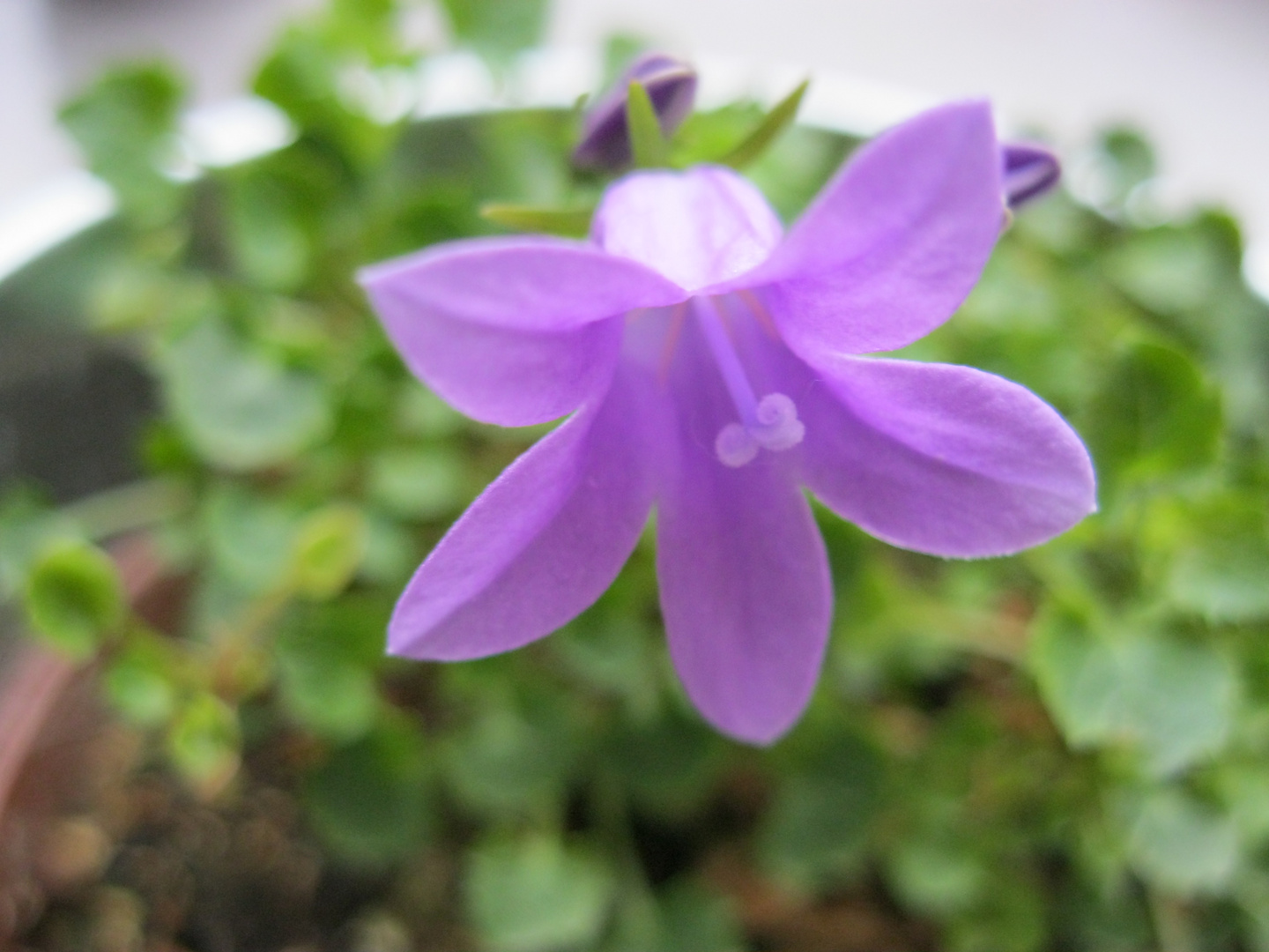 Blume in Lila