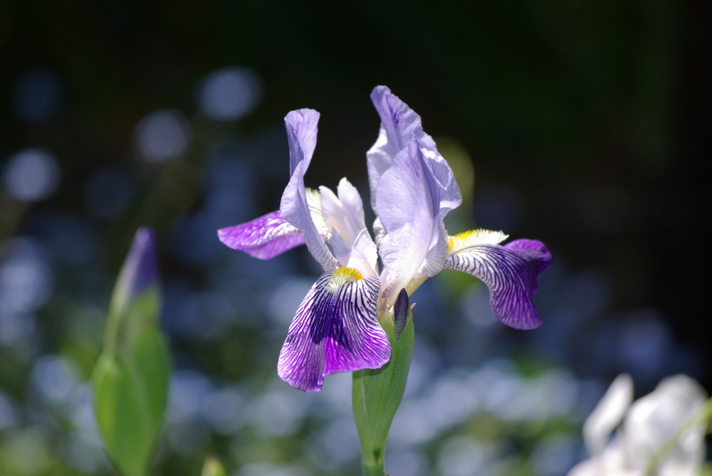 Blume in Lila & Weiß