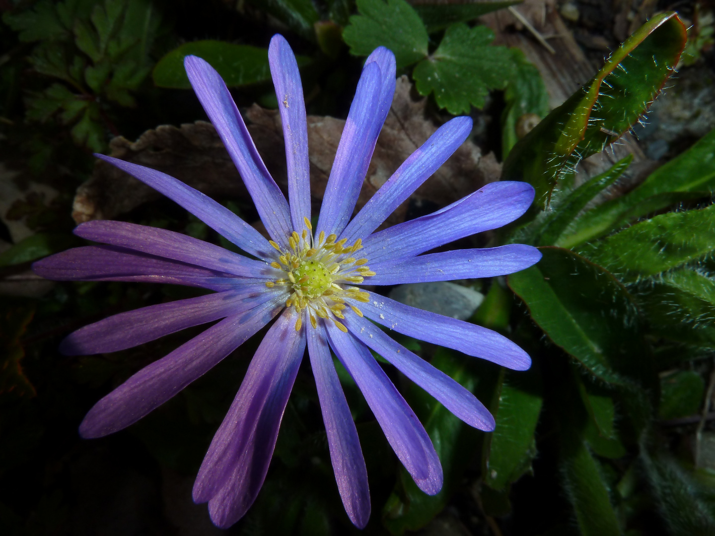 Blume in Lindenberg