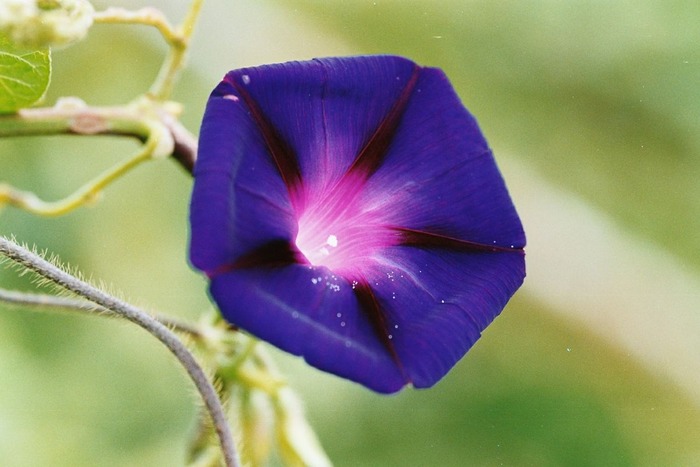 Blume in Madeira