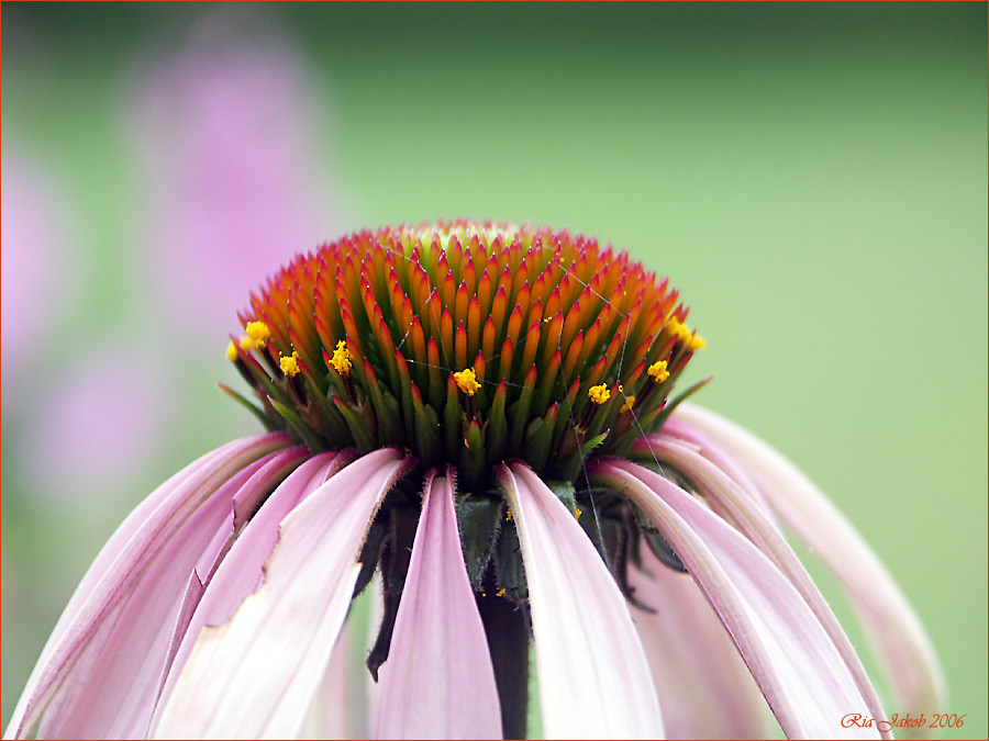 blume in meinem garten IV