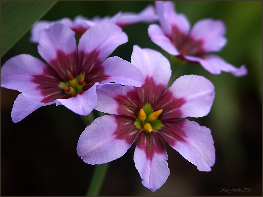 blume in meinem garten VI