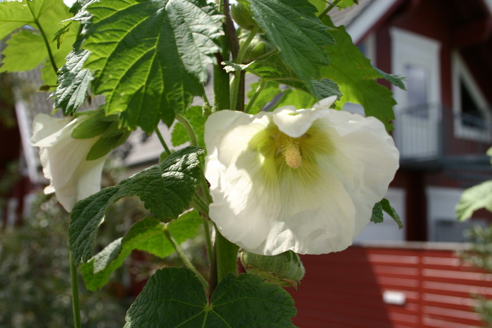 Blume in Niendorf