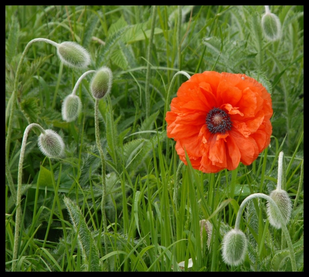 Blume in Nord Schottland