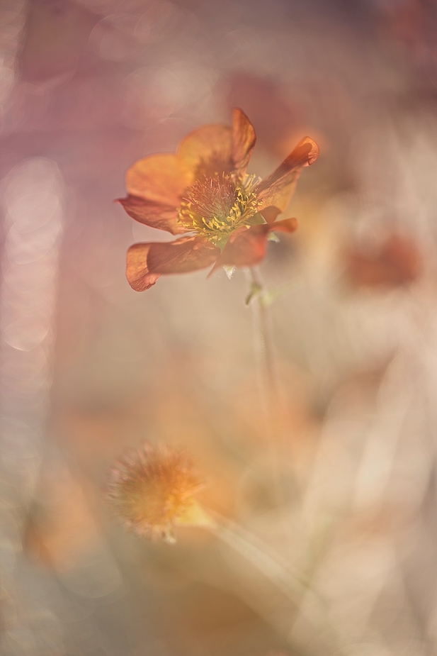 Blume in Orange