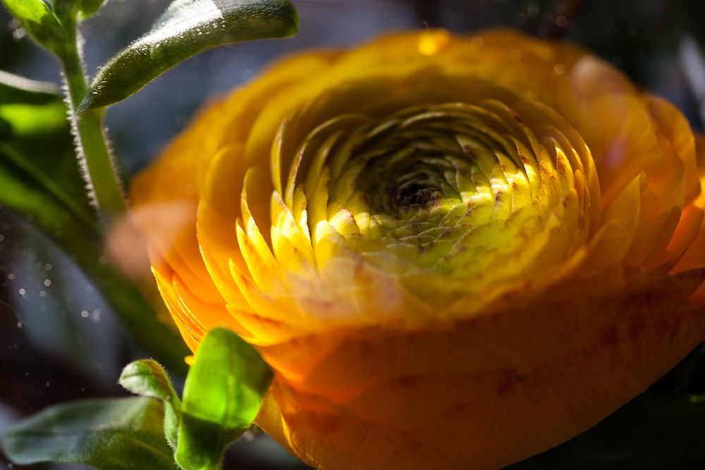 Blume in Orange von Detlef Meißner 