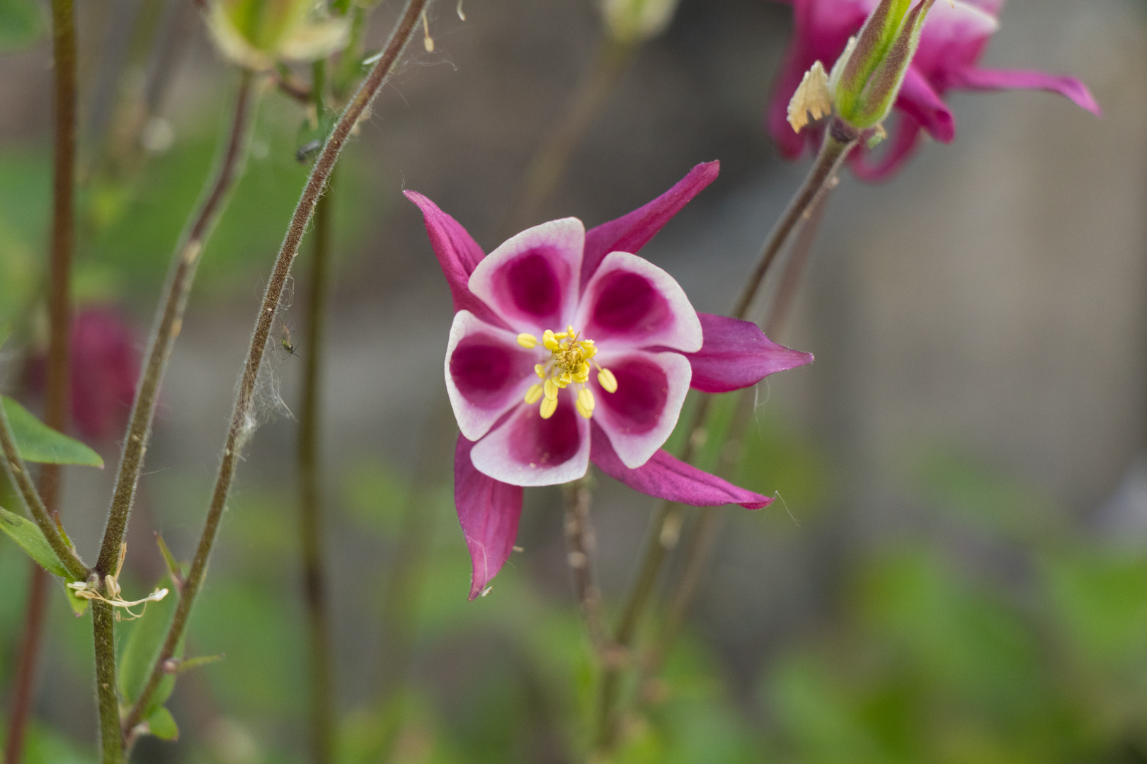 Blume in Papa's Garten