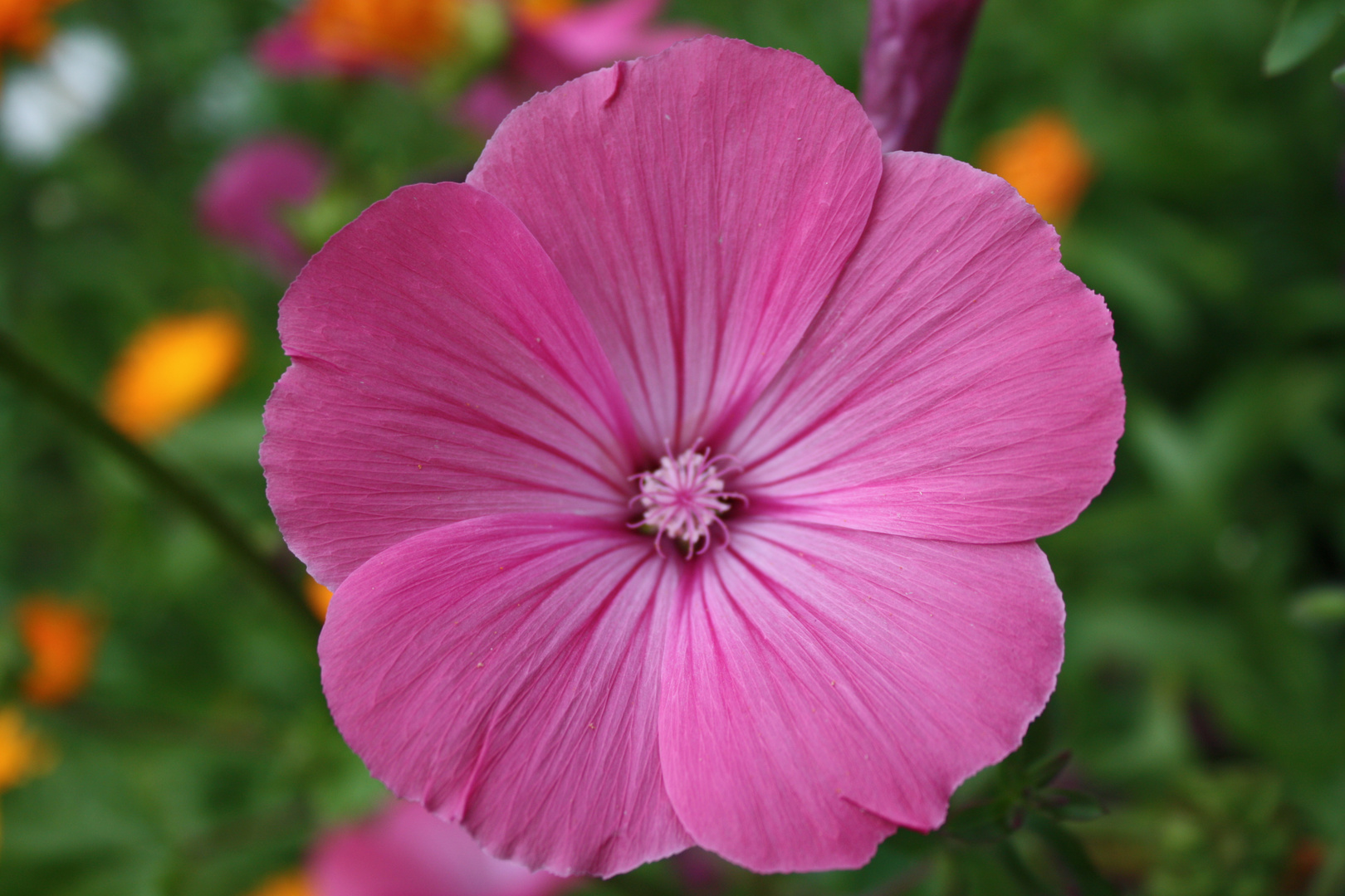 Blume in pink