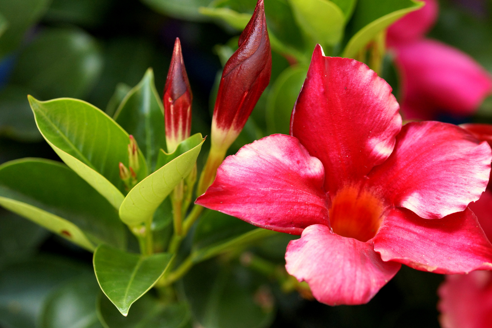 Blume in Red