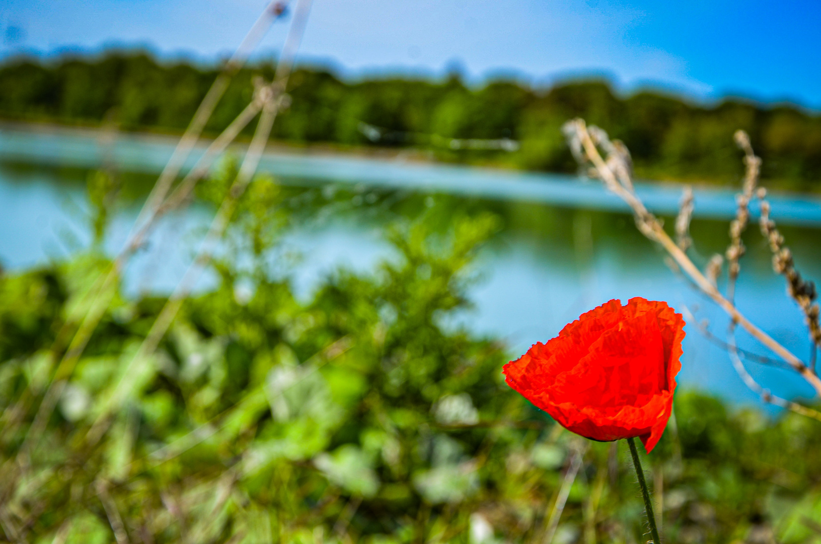 Blume in Ringelheim 