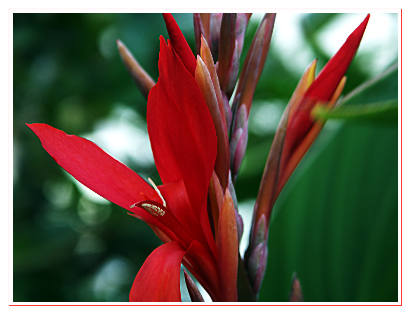 blume in rot