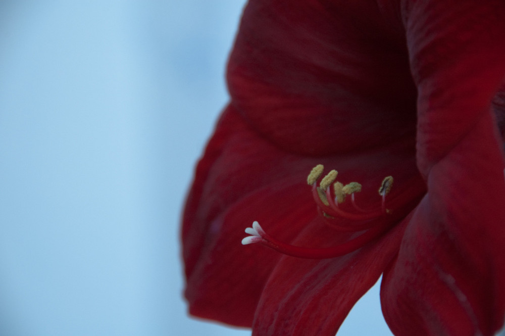 Blume in rot