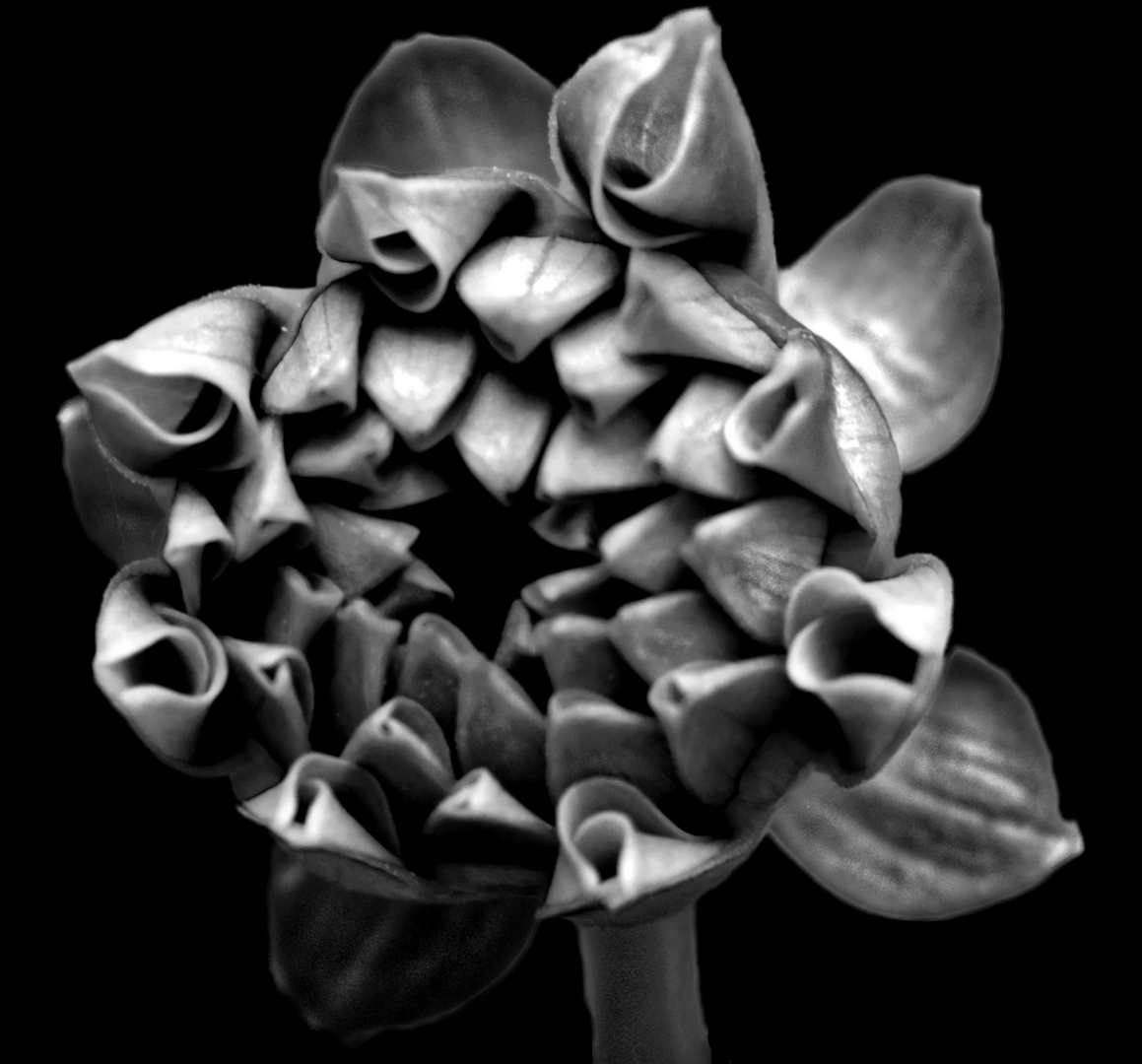 Blume in Schwarz 