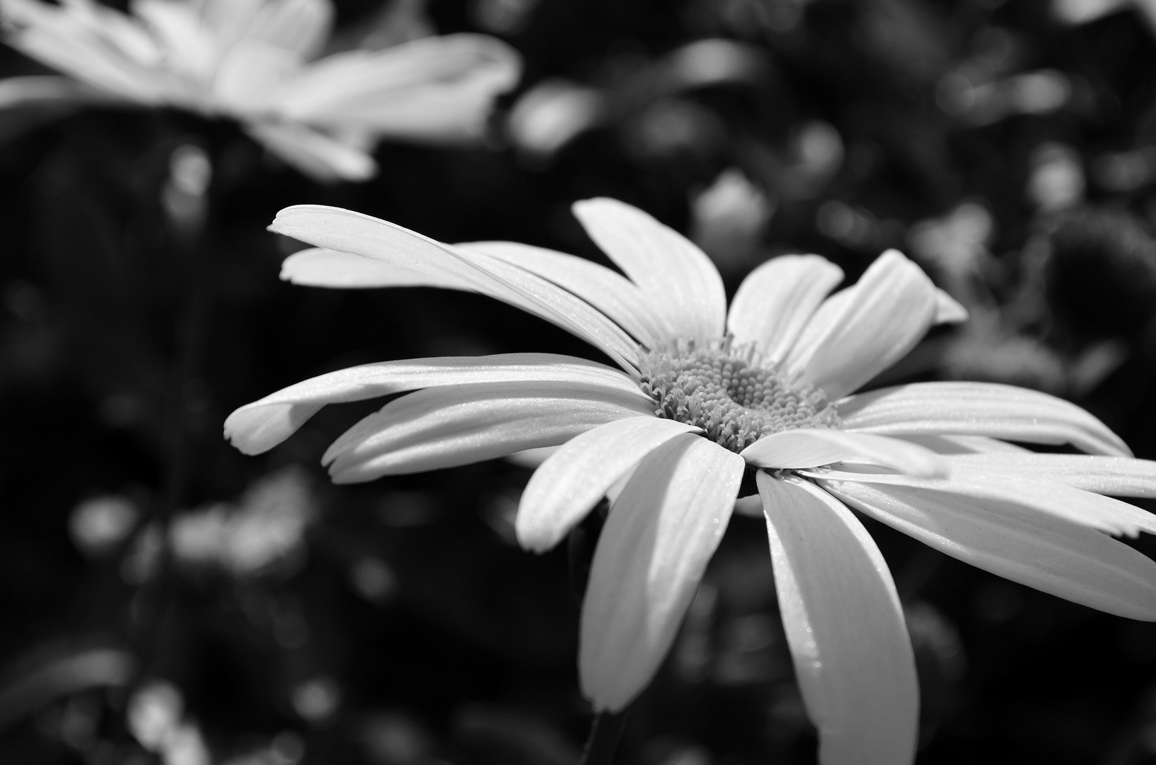 Blume in schwarz-weiß