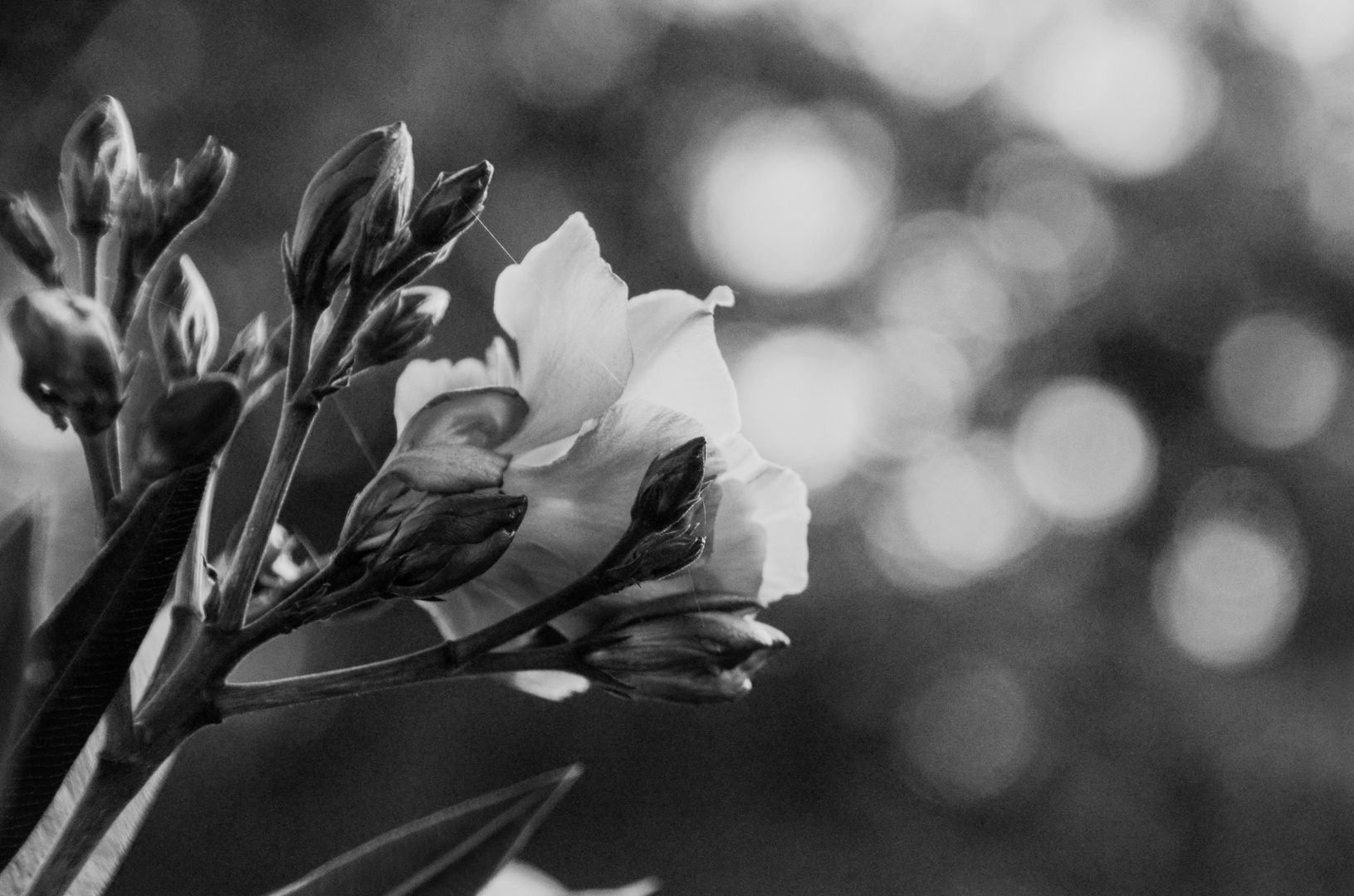 Blume in schwarz-weiß