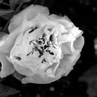 Blume in Schwarz-Weiß