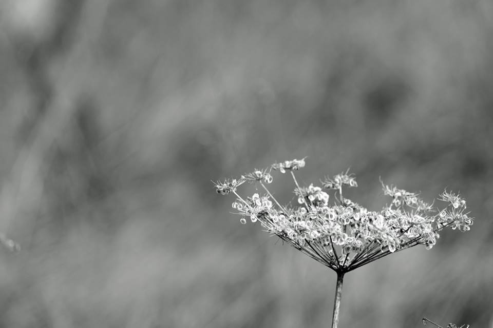 Blume in Schwarzweiss