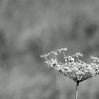 Blume in Schwarzweiss