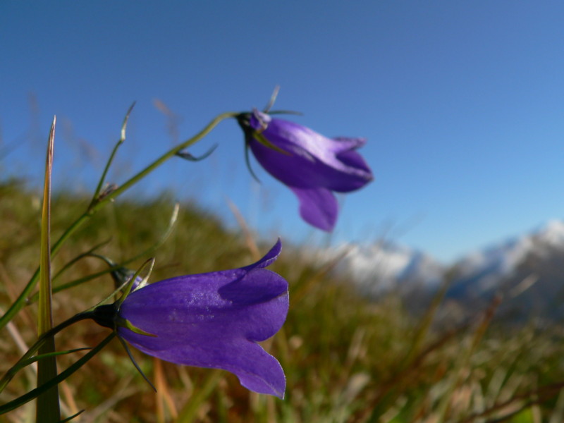 Blume in Sedrun