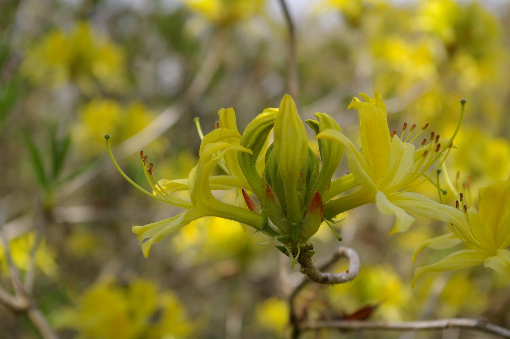 Blume in Sissinghurst