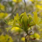 Blume in Sissinghurst