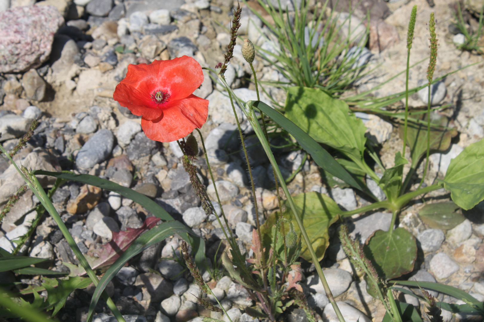 Blume in Steinwüste