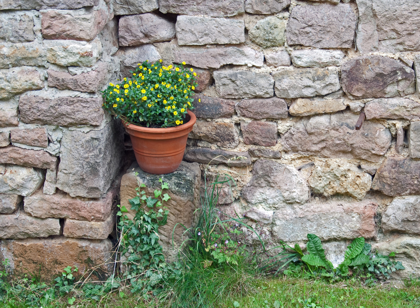Blume in Topf vor Natursteinmauer