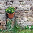 Blume in Topf vor Natursteinmauer