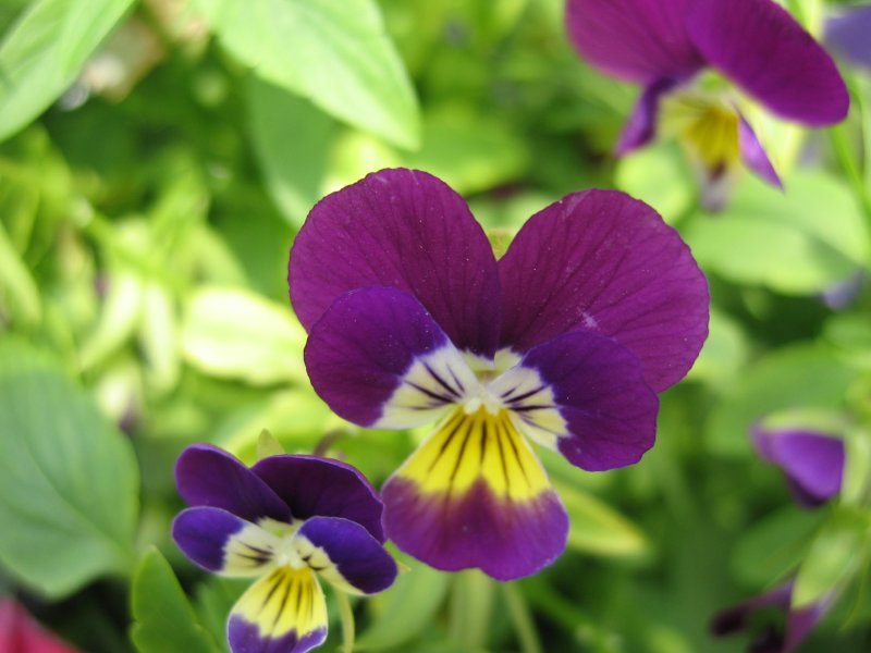 Blume in Violett