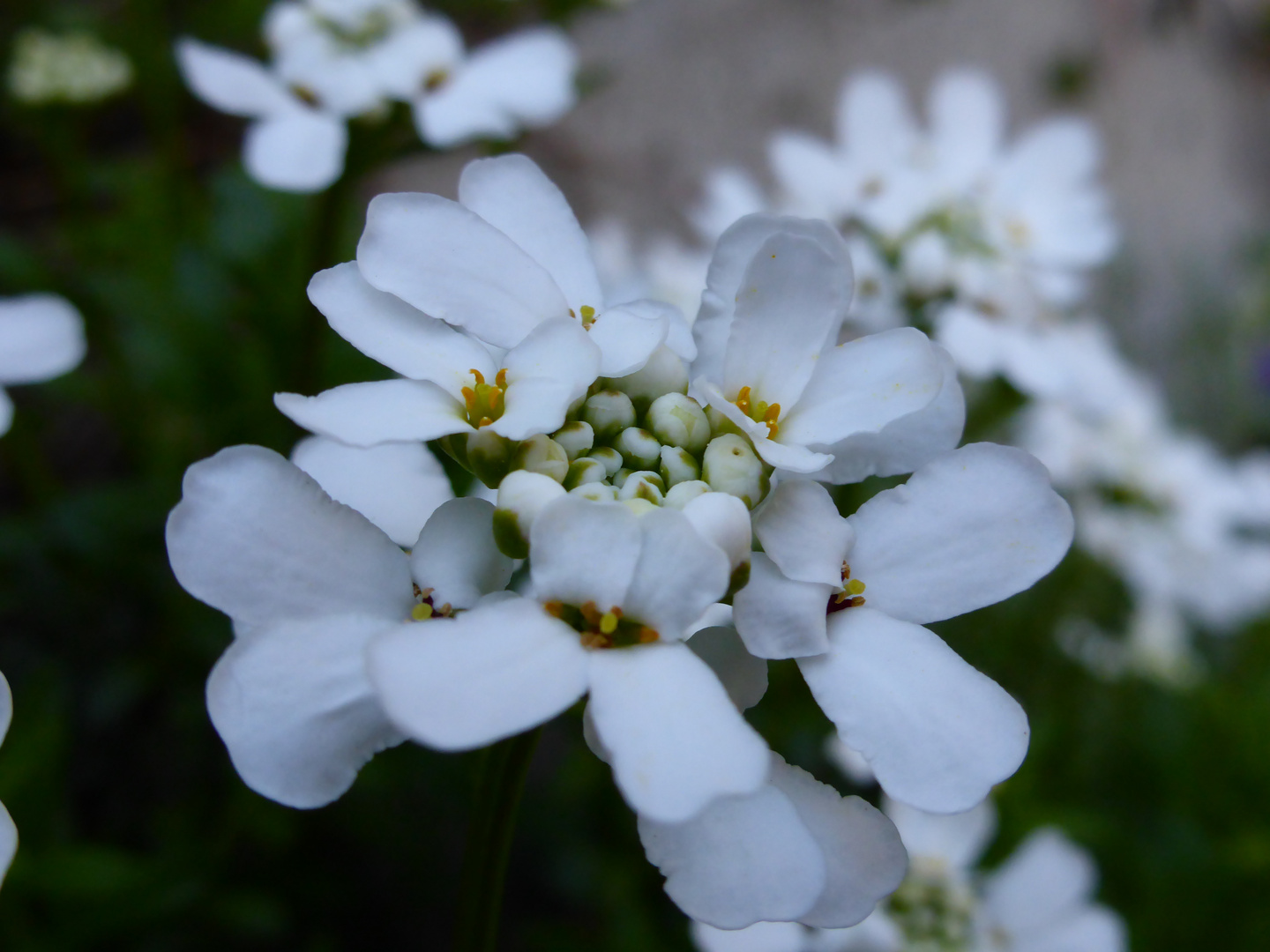Blume in weiß