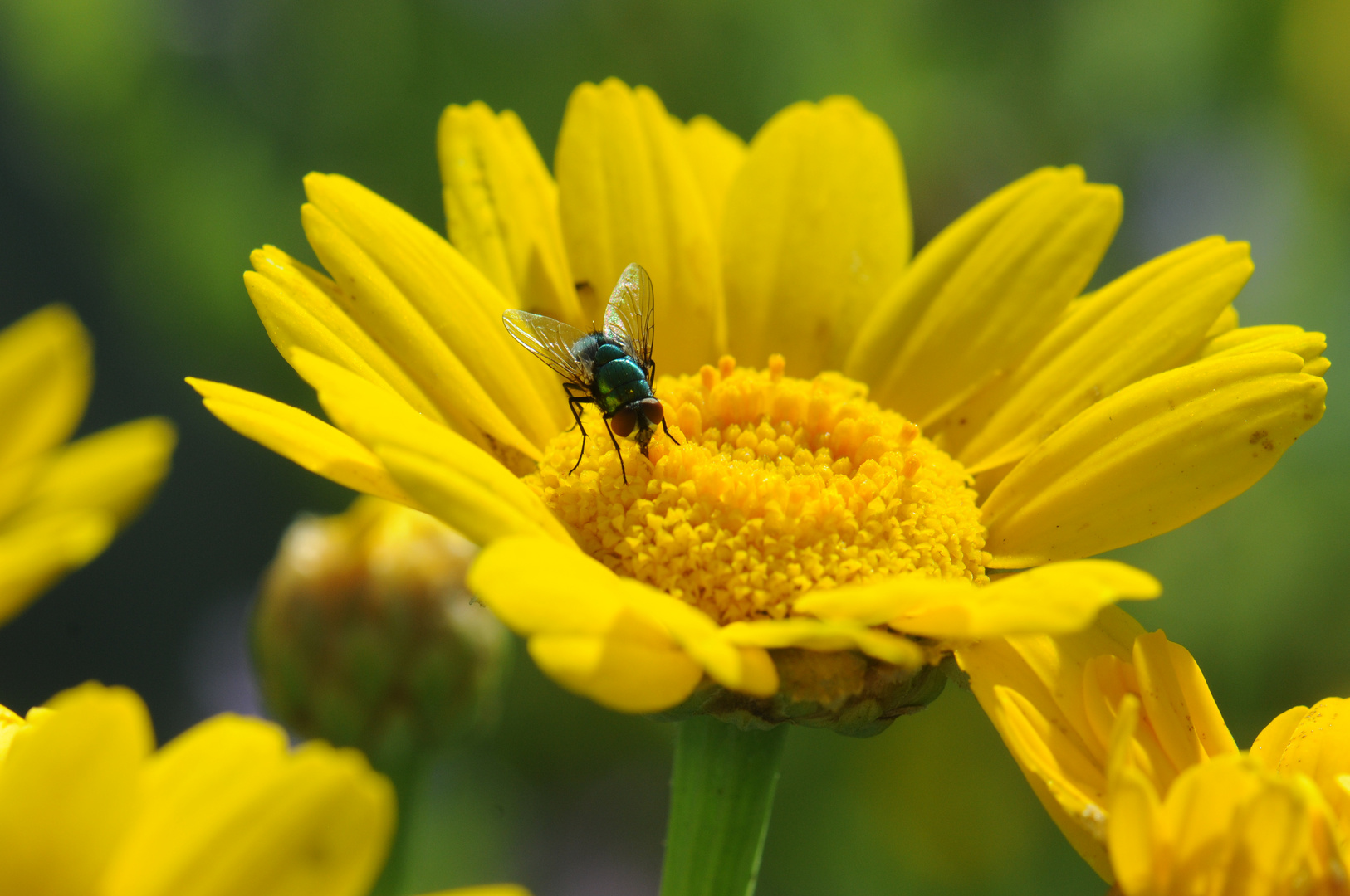 Blume in Wildblumenwiese auf St. Peter-Ording