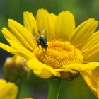 Blume in Wildblumenwiese auf St. Peter-Ording