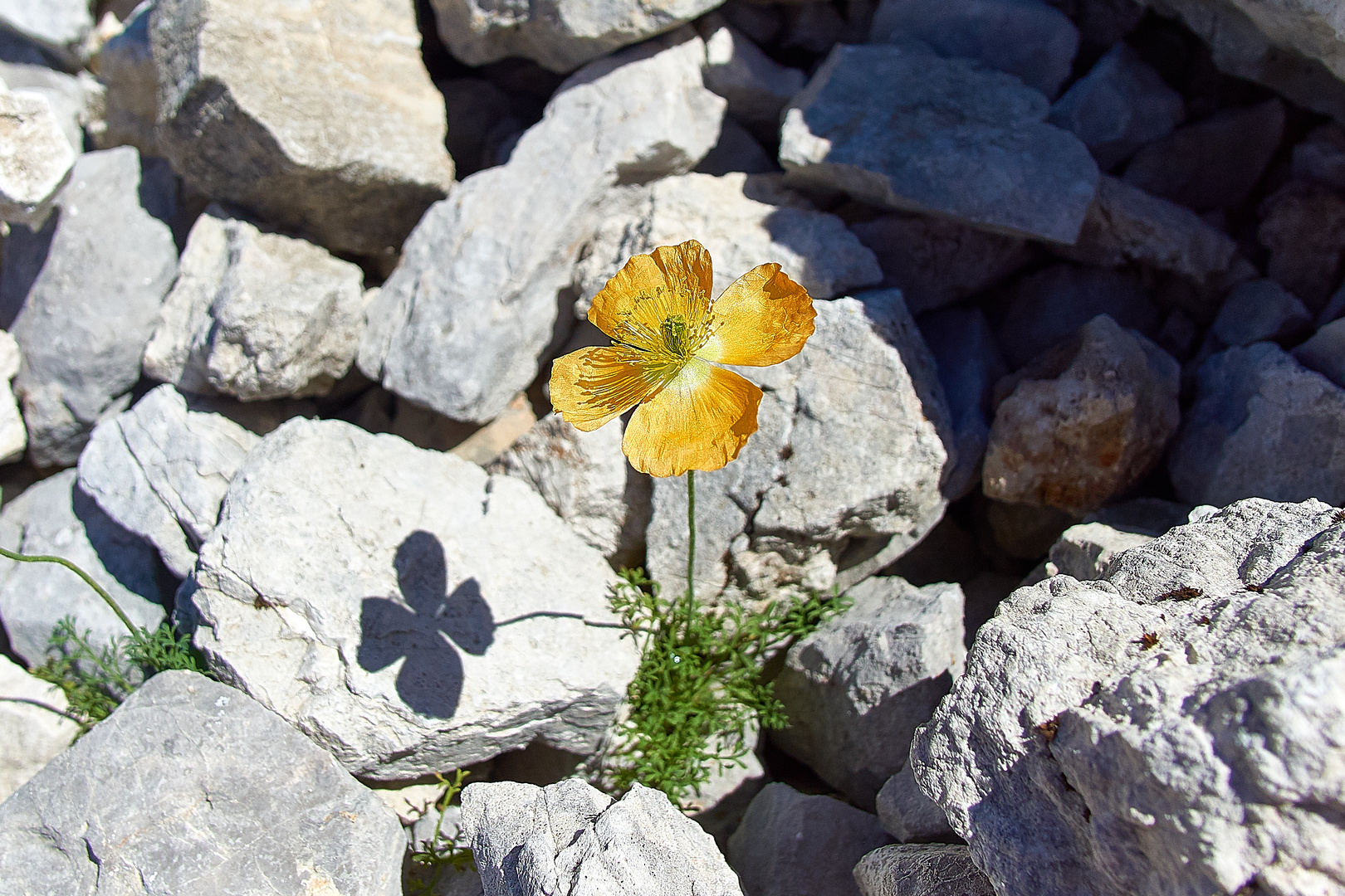 Blume inmitten großen eines Steinfeldes in den Alpen