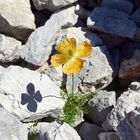 Blume inmitten großen eines Steinfeldes in den Alpen
