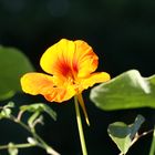 Blume ( Kapuziner Kresse)