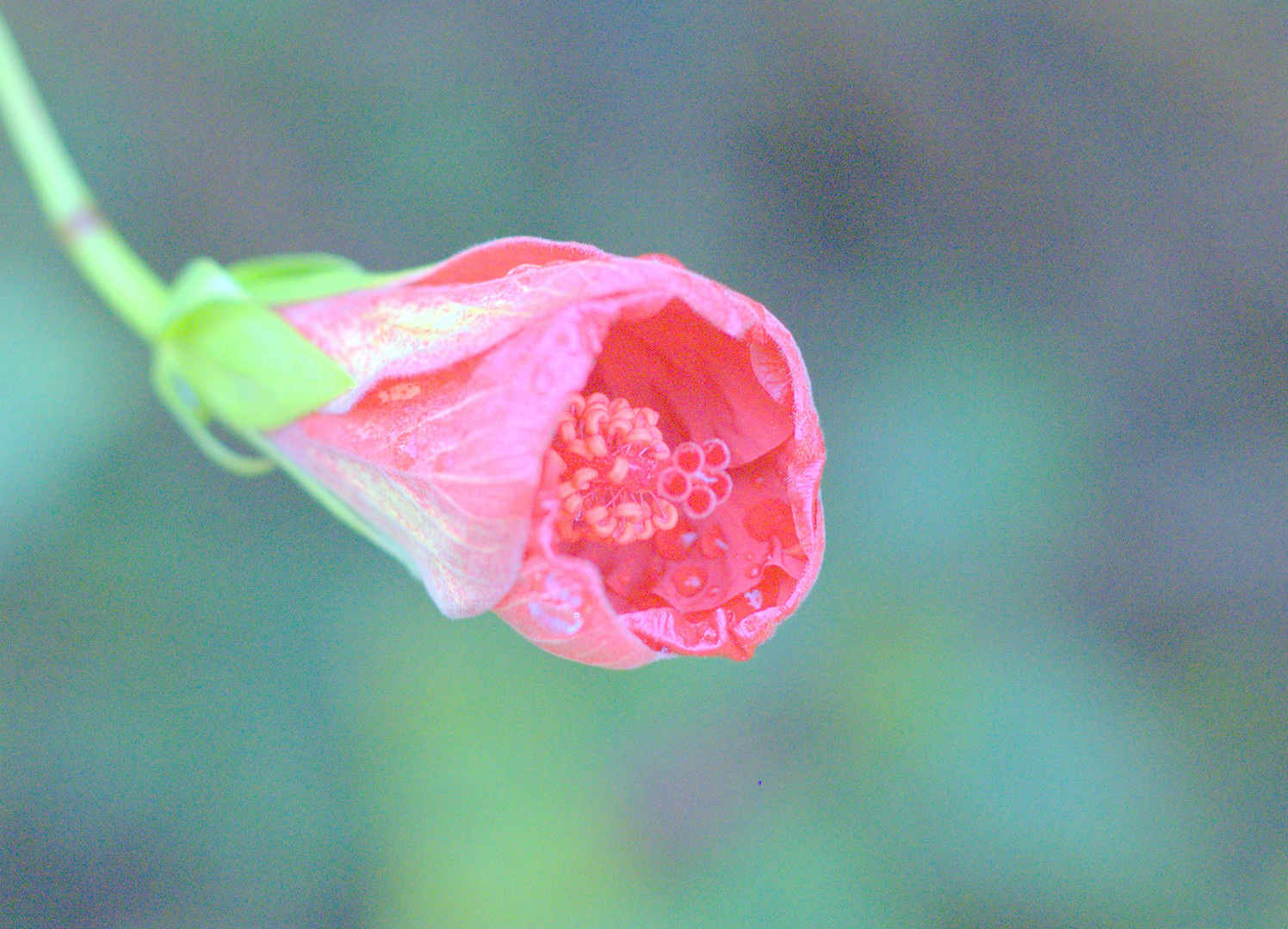 Blume La Palma