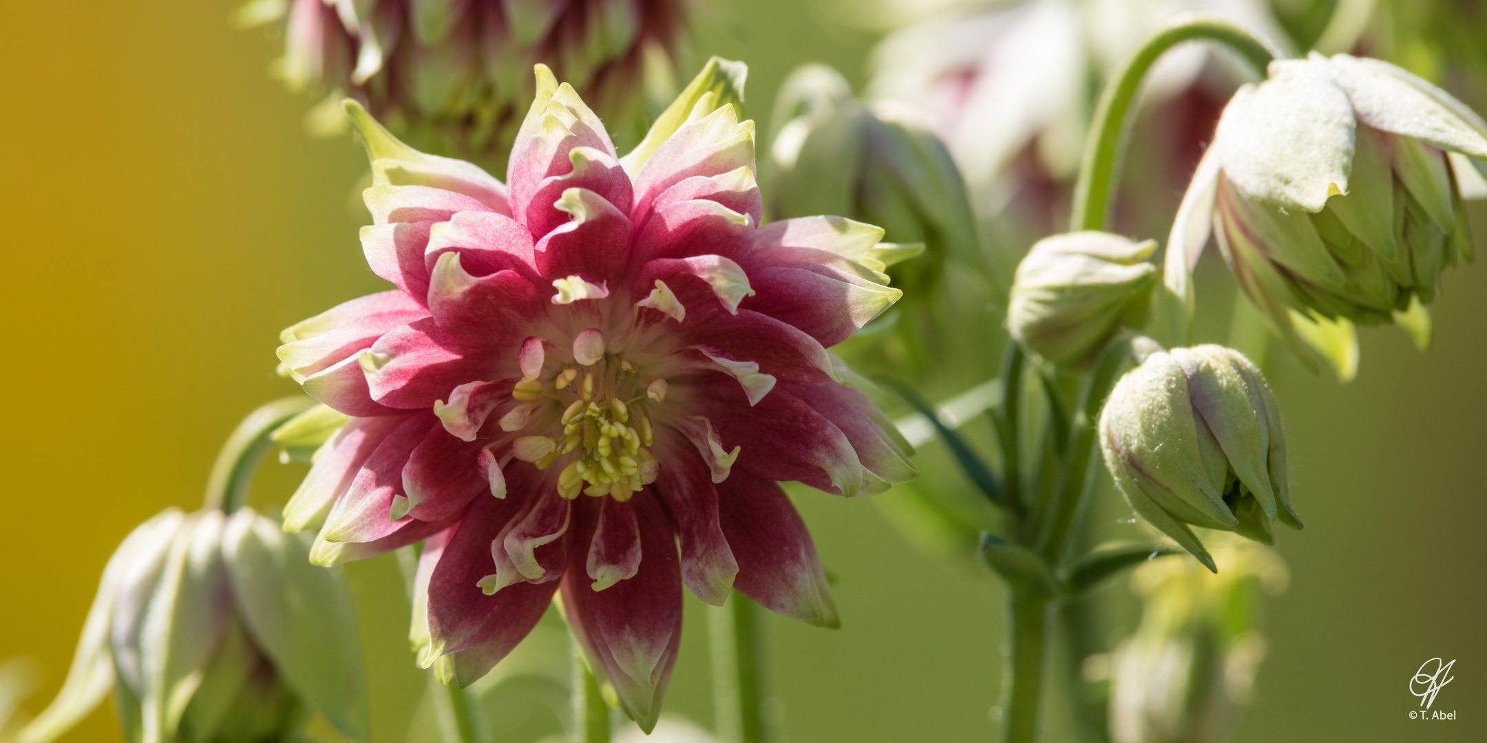 Blume Landesgartenschau