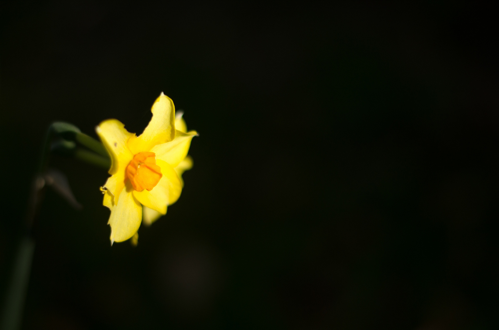 Blume leuchtet im Garten